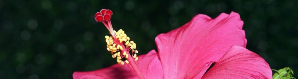 Anatomy Of A Flower Learn Seed Saving